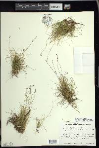 Carex eburnea image