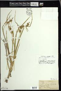 Carex flava image