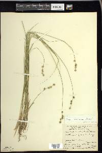 Carex echinata image