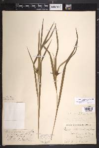 Carex intumescens var. intumescens image