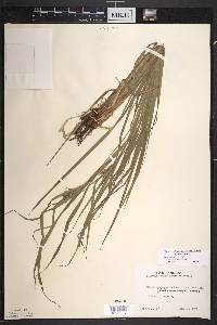 Carex intumescens var. fernaldii image