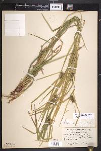 Carex intumescens var. intumescens image