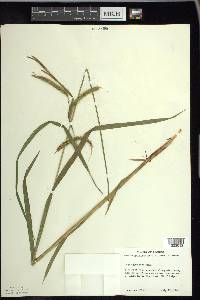 Carex gynandra image