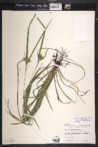 Carex intumescens var. intumescens image