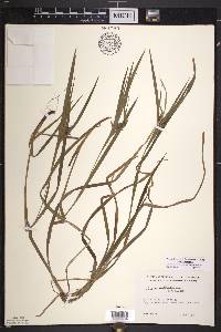 Carex intumescens var. intumescens image