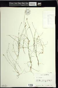 Carex gynocrates image