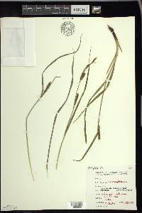 Carex houghtoniana image