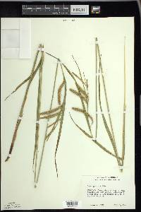 Carex gynandra image