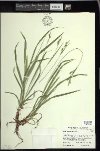 Carex hirtifolia image