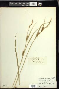 Carex houghtoniana image