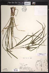 Carex intumescens var. intumescens image