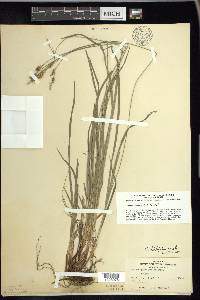 Carex hirtifolia image