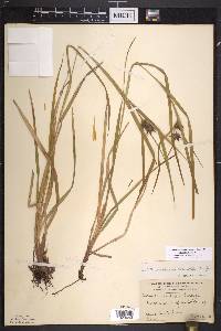 Carex intumescens var. intumescens image