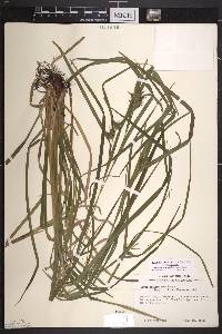 Carex intumescens var. intumescens image