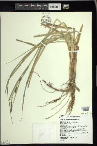 Carex hyalinolepis image