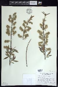 Salix petiolaris image