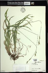 Carex hirtifolia image