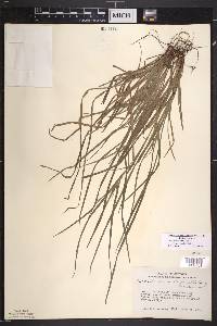 Carex intumescens var. fernaldii image