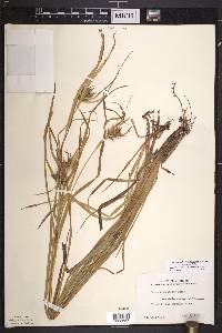 Carex intumescens var. intumescens image