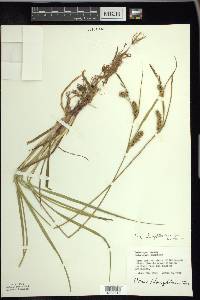 Carex houghtoniana image