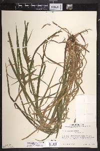 Carex intumescens var. intumescens image