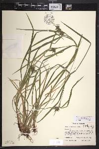 Carex intumescens var. intumescens image