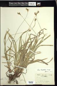 Carex hirtifolia image