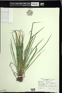 Carex jamesii image