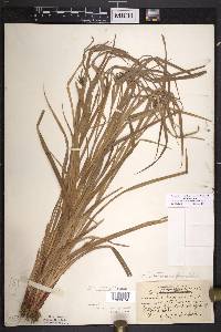 Carex intumescens var. intumescens image