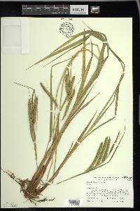 Carex gynandra image