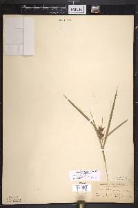 Carex intumescens var. fernaldii image