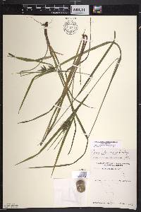 Carex intumescens var. intumescens image