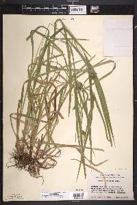 Carex intumescens var. intumescens image