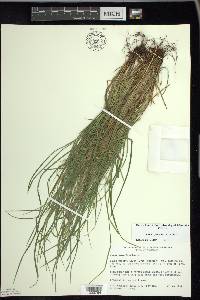 Carex jamesii image