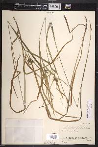 Carex intumescens var. intumescens image