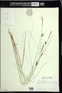 Carex lasiocarpa image