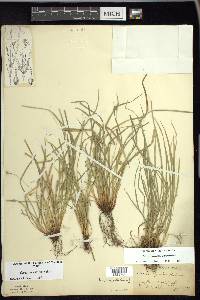 Carex jamesii image