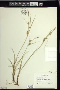 Carex houghtoniana image