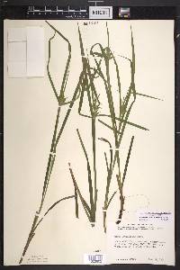 Carex intumescens var. intumescens image