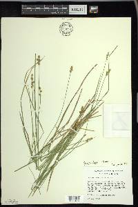 Carex interior image