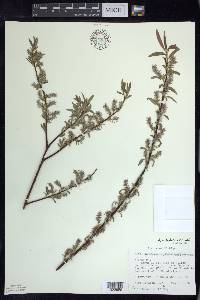 Salix petiolaris image