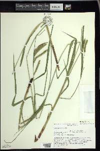 Carex gynandra image