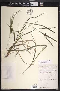 Carex intumescens var. intumescens image