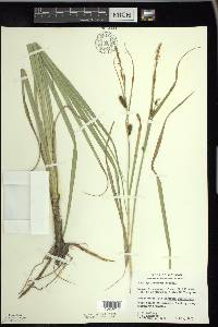 Carex hyalinolepis image