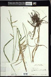Carex gynandra image