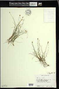 Carex gynocrates image