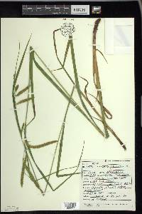 Carex gynandra image