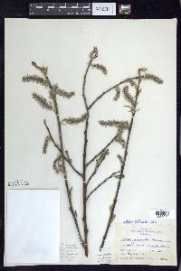 Salix humilis var. keweenawensis image