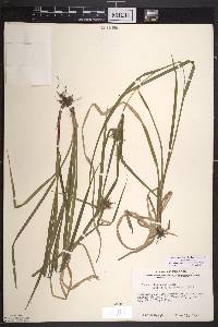 Carex intumescens var. intumescens image