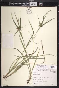 Carex intumescens var. intumescens image